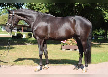 Caballo de Holstein, Caballo castrado, 5 años, 165 cm, Morcillo