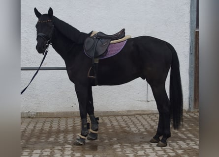 Caballo de Holstein, Caballo castrado, 5 años, 165 cm, Negro