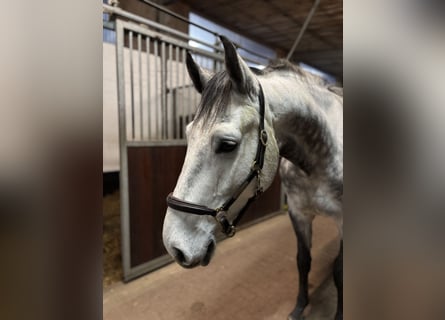 Caballo de Holstein, Caballo castrado, 5 años, 166 cm, Tordo