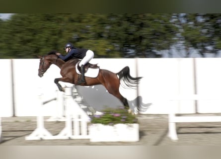 Caballo de Holstein, Caballo castrado, 5 años, 167 cm, Castaño