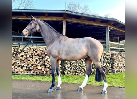 Caballo de Holstein, Caballo castrado, 5 años, 168 cm, Castaño