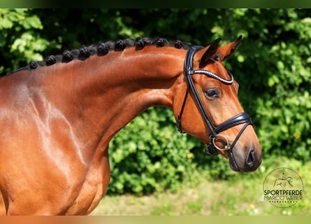 Caballo de Holstein, Caballo castrado, 5 años, 170 cm, Castaño