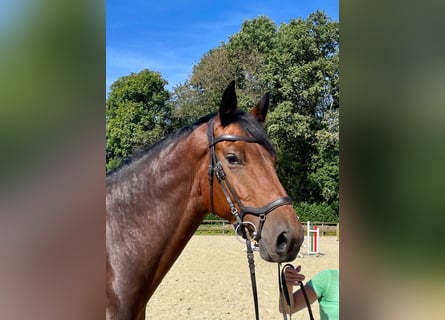 Caballo de Holstein, Caballo castrado, 5 años, 170 cm, Castaño