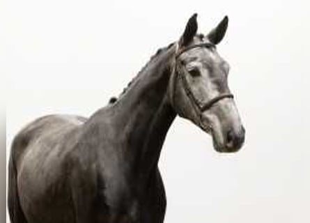 Caballo de Holstein, Caballo castrado, 5 años, 170 cm, Tordillo negro