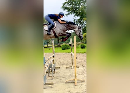 Caballo de Holstein, Caballo castrado, 5 años, 170 cm, Tordo