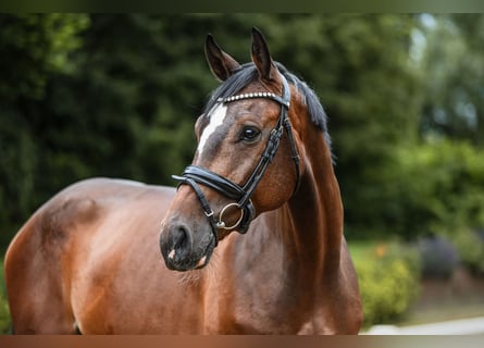 Caballo de Holstein, Caballo castrado, 5 años, 172 cm, Castaño