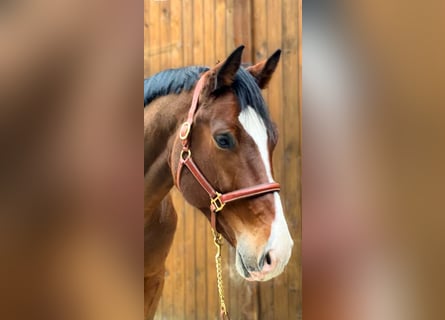 Caballo de Holstein, Caballo castrado, 5 años, 178 cm, Castaño