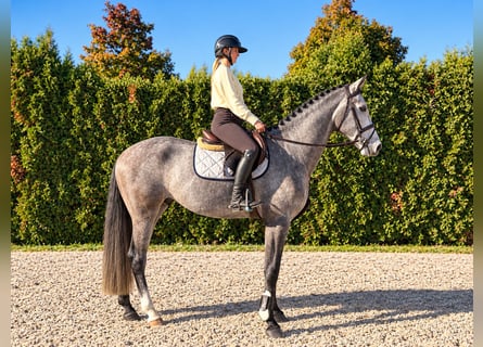 Caballo de Holstein, Caballo castrado, 5 años, Tordo