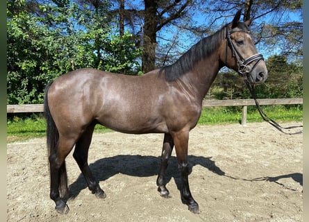 Caballo de Holstein, Caballo castrado, 6 años, 158 cm, Tordo