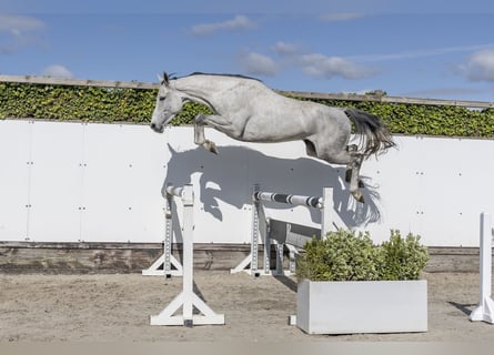 Caballo de Holstein, Caballo castrado, 6 años, 161 cm, Tordo