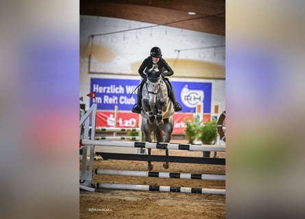 Caballo de Holstein, Caballo castrado, 6 años, 165 cm