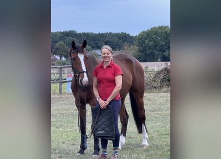 Caballo de Holstein, Caballo castrado, 6 años, 165 cm, Castaño