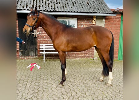 Caballo de Holstein, Caballo castrado, 6 años, 167 cm, Castaño