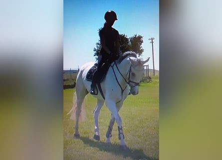 Caballo de Holstein, Caballo castrado, 6 años, 167 cm, Tordo