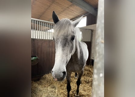 Caballo de Holstein, Caballo castrado, 6 años, 167 cm, Tordo