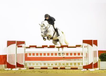 Caballo de Holstein, Caballo castrado, 6 años, 168 cm