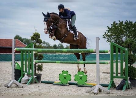 Caballo de Holstein, Caballo castrado, 6 años, 168 cm, Castaño