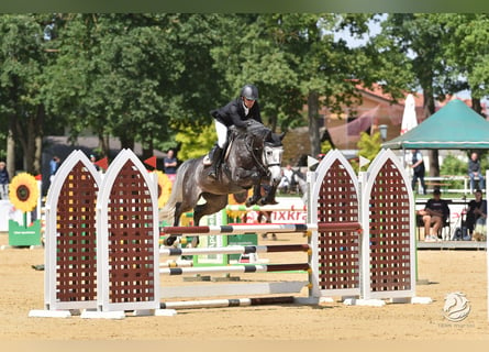 Caballo de Holstein, Caballo castrado, 6 años, 168 cm, Tordo rodado