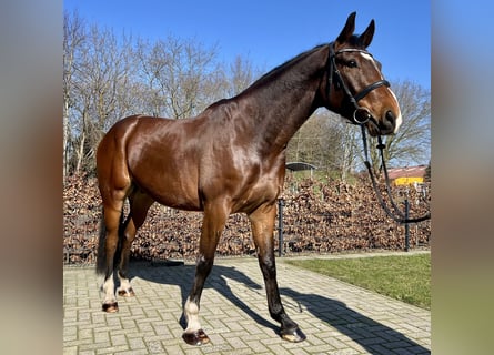 Caballo de Holstein, Caballo castrado, 6 años, 170 cm, Castaño