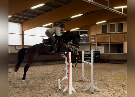 Caballo de Holstein, Caballo castrado, 6 años, 170 cm, Negro