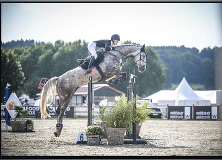 Caballo de Holstein, Caballo castrado, 6 años, 174 cm, Tordo