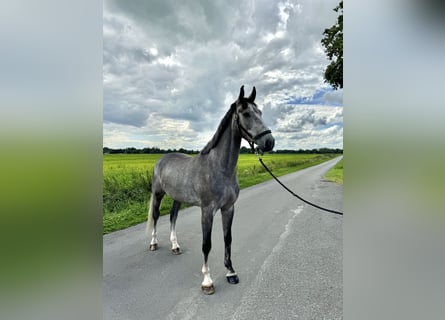 Caballo de Holstein, Caballo castrado, 6 años, 174 cm, Tordo