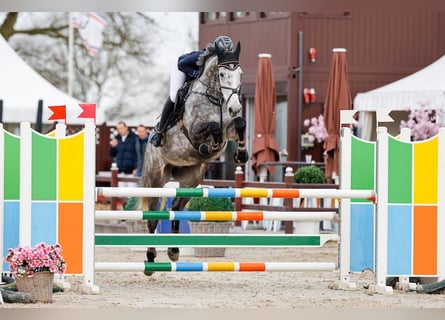 Caballo de Holstein, Caballo castrado, 6 años, 178 cm, Tordo rodado