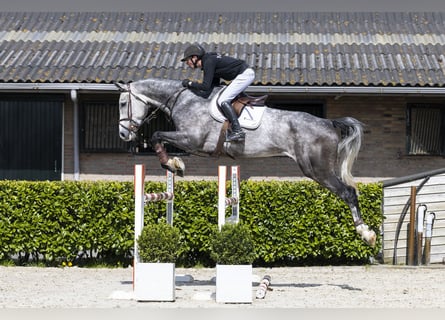 Caballo de Holstein, Caballo castrado, 6 años, 179 cm