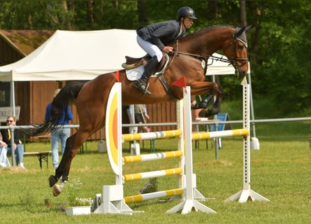 Caballo de Holstein, Caballo castrado, 6 años, 179 cm, Castaño