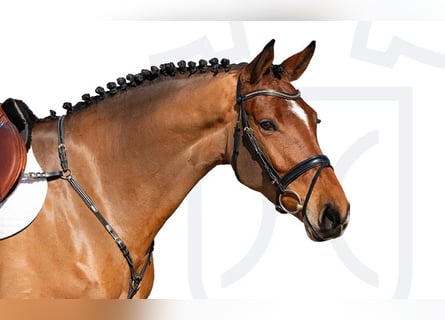 Caballo de Holstein, Caballo castrado, 6 años, Castaño