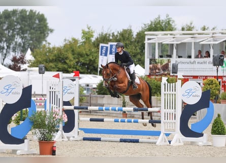 Caballo de Holstein, Caballo castrado, 7 años, 160 cm, Castaño