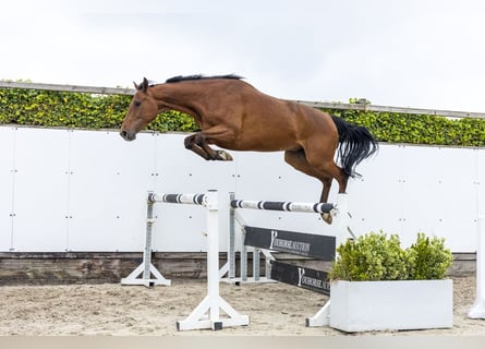 Caballo de Holstein, Caballo castrado, 7 años, 167 cm, Castaño oscuro