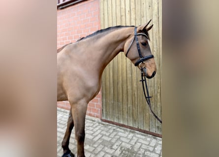 Caballo de Holstein, Caballo castrado, 7 años, 168 cm, Castaño