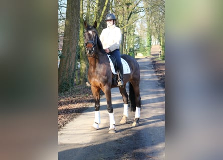 Caballo de Holstein, Caballo castrado, 7 años, 172 cm, Castaño oscuro