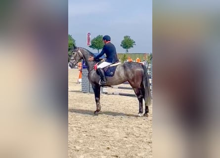 Caballo de Holstein, Caballo castrado, 7 años, 172 cm, Tordo