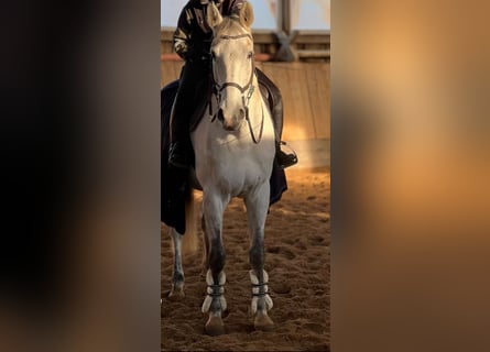 Caballo de Holstein, Caballo castrado, 7 años, 174 cm, Tordo