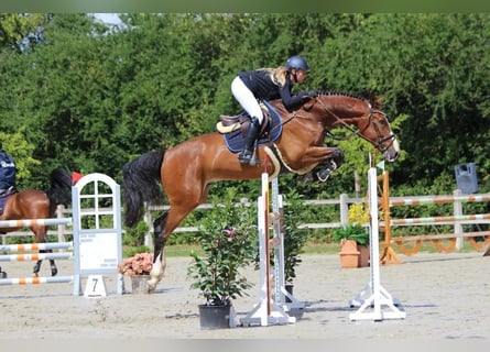 Caballo de Holstein, Caballo castrado, 7 años, 175 cm, Castaño