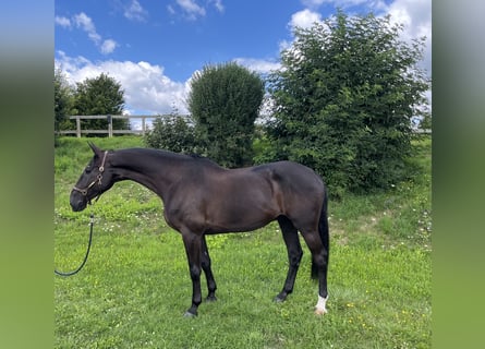 Caballo de Holstein, Caballo castrado, 7 años, 178 cm, Negro