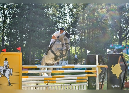 Caballo de Holstein, Caballo castrado, 7 años, 178 cm, Tordo