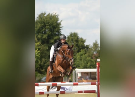 Caballo de Holstein, Caballo castrado, 7 años, 180 cm, Castaño