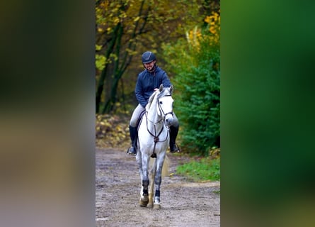 Caballo de Holstein, Caballo castrado, 7 años
