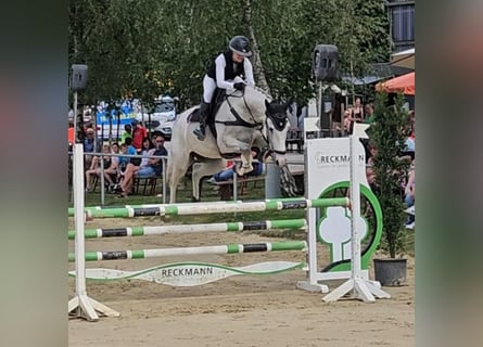 Caballo de Holstein, Caballo castrado, 7 años, Tordo