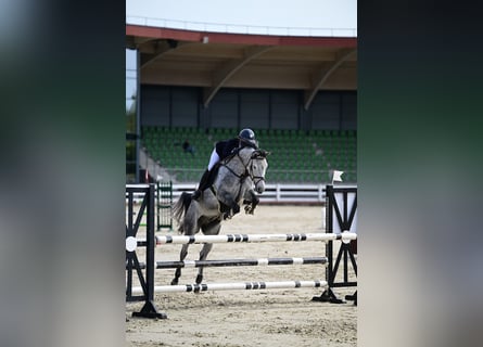 Caballo de Holstein, Caballo castrado, 8 años, 162 cm, Tordo