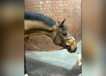 Caballo de Holstein, Caballo castrado, 8 años, 169 cm, Castaño