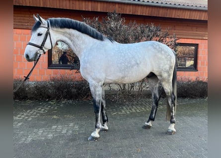 Caballo de Holstein, Caballo castrado, 8 años, 170 cm, Tordo