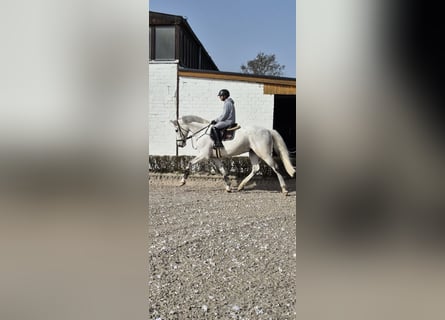 Caballo de Holstein, Caballo castrado, 8 años, 174 cm, Tordo