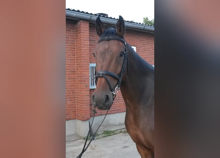 Caballo de Holstein, Caballo castrado, 9 años, 167 cm, Castaño oscuro