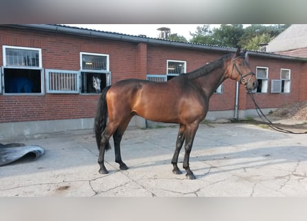 Caballo de Holstein, Caballo castrado, 9 años, 168 cm, Castaño oscuro