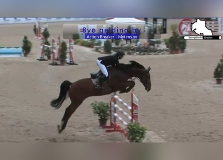 Caballo de Holstein, Caballo castrado, 9 años, 172 cm, Castaño