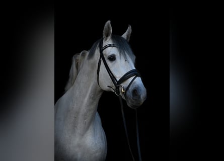 Caballo de Holstein, Semental, 13 años, 173 cm, Tordo rodado